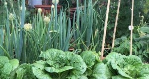 タマネギのコンパニオン植栽:収穫量を増やし、庭を保護する 