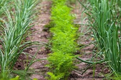 Plantación complementaria de cebolla:aumente los rendimientos y proteja su jardín 