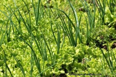 Plantación complementaria de cebolla:aumente los rendimientos y proteja su jardín 