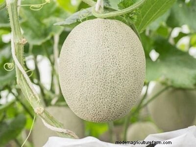 Madurez del melón:una guía completa para elegir el melón perfecto 