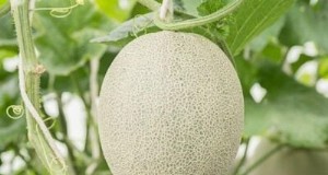 Madurez del melón:una guía completa para elegir el melón perfecto 