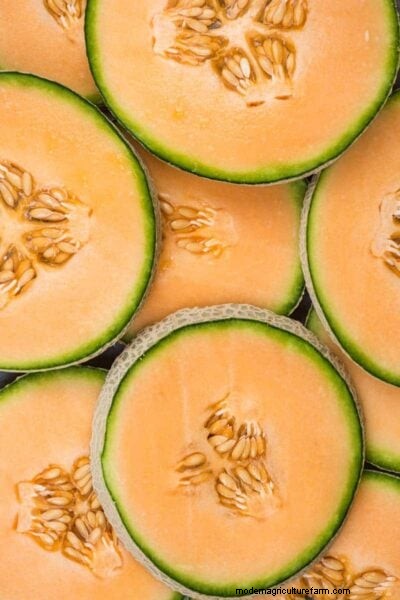Madurez del melón:una guía completa para elegir el melón perfecto 