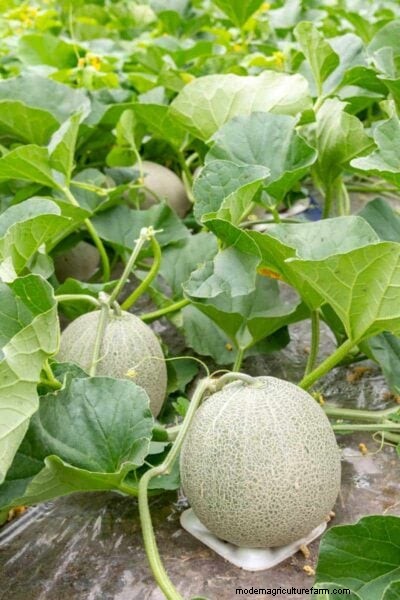 Madurez del melón:una guía completa para elegir el melón perfecto 