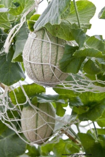 Madurez del melón:una guía completa para elegir el melón perfecto 