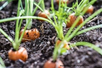 Wortelplantgids:optimale data en groeizonecalculator 