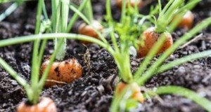 Wortelplantgids:optimale data en groeizonecalculator 