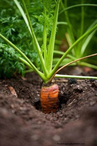 Wortelplantgids:optimale data en groeizonecalculator 