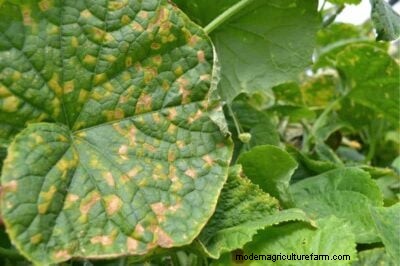 Hojas amarillas de pepino:causas y soluciones para plantas sanas 