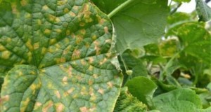Gele komkommerbladeren:oorzaken en oplossingen voor gezonde planten 