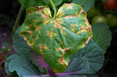 Hojas amarillas de pepino:causas y soluciones para plantas sanas 