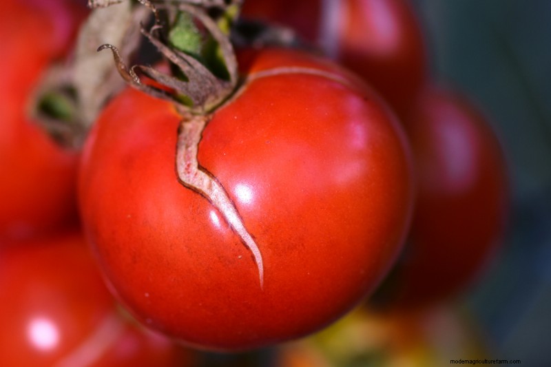 Agrietamiento del tomate:causas, prevención y soluciones | Conocimientos de jardinería 