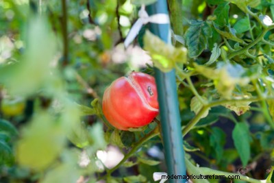 Agrietamiento del tomate:causas, prevención y soluciones | Conocimientos de jardinería 