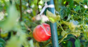 Knackende Tomaten:Ursachen, Vorbeugung und Lösungen | Garten-Know-how 