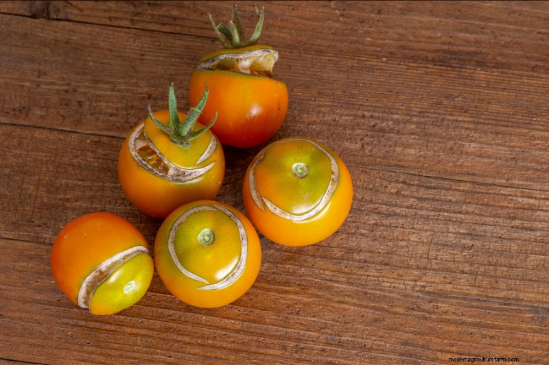 Agrietamiento del tomate:causas, prevención y soluciones | Conocimientos de jardinería 