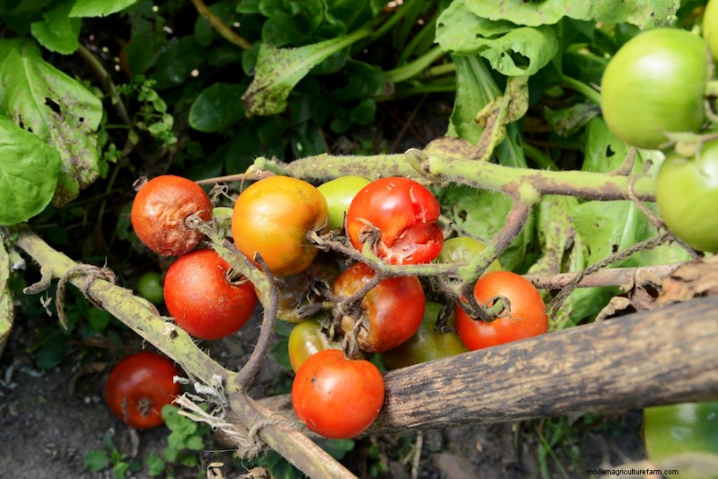 Agrietamiento del tomate:causas, prevención y soluciones | Conocimientos de jardinería 