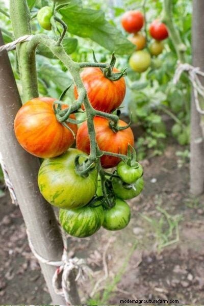 Tomates determinados versus indeterminados:una guía para el jardinero 