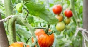 Bepaal versus onbepaalde tomaten:een tuinmangids 