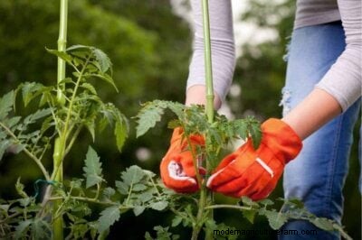 Tomates determinados versus indeterminados:una guía para el jardinero 