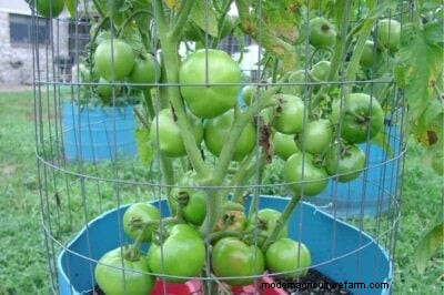 Tomates determinados versus indeterminados:una guía para el jardinero 