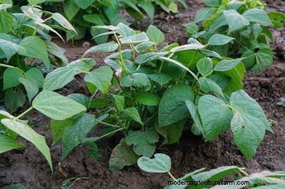 Bush Beans versus poolbonen:een uitgebreide kweekgids 