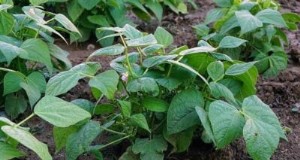 Bush Beans versus poolbonen:een uitgebreide kweekgids 