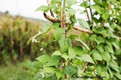 Bush Beans versus poolbonen:een uitgebreide kweekgids 