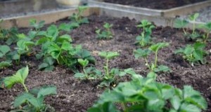 Beste tijd om aardbeien te planten:een gids voor meestertuinders 