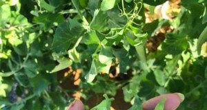 Guida alla coltivazione dei piselli:tipi, varietà e consigli per il giardino 