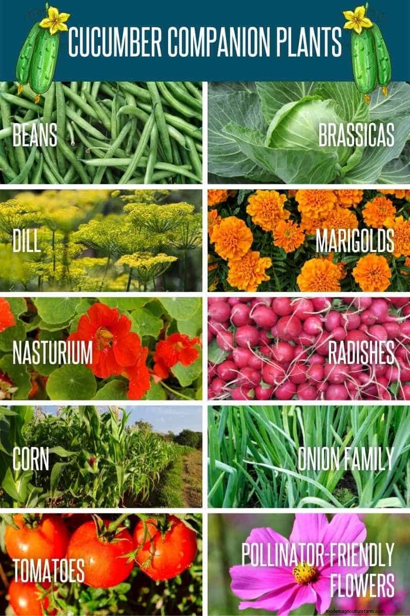 Las mejores plantas complementarias para los pepinos:aumentan el rendimiento y controlan las plagas 