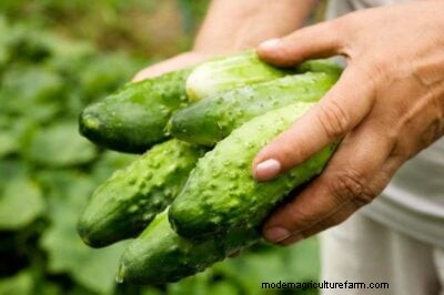 Las mejores plantas complementarias para los pepinos:aumentan el rendimiento y controlan las plagas 