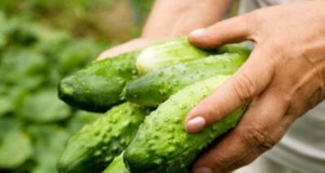 キュウリに最適なコンパニオンプランツ：収量増加と害虫駆除に最適 