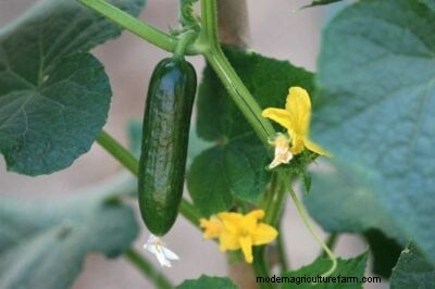 Las mejores plantas complementarias para los pepinos:aumentan el rendimiento y controlan las plagas 