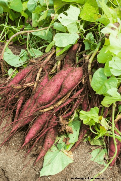 Cosecha de batata:momento, métodos y guía de cultivo 