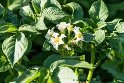 Las mejores plantas complementarias para las patatas:impulse el crecimiento y proteja su cultivo 
