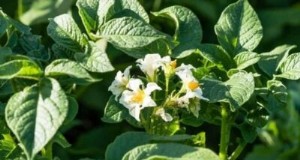 Beste gezelschapsplanten voor aardappelen:stimuleer de groei en bescherm uw gewas 