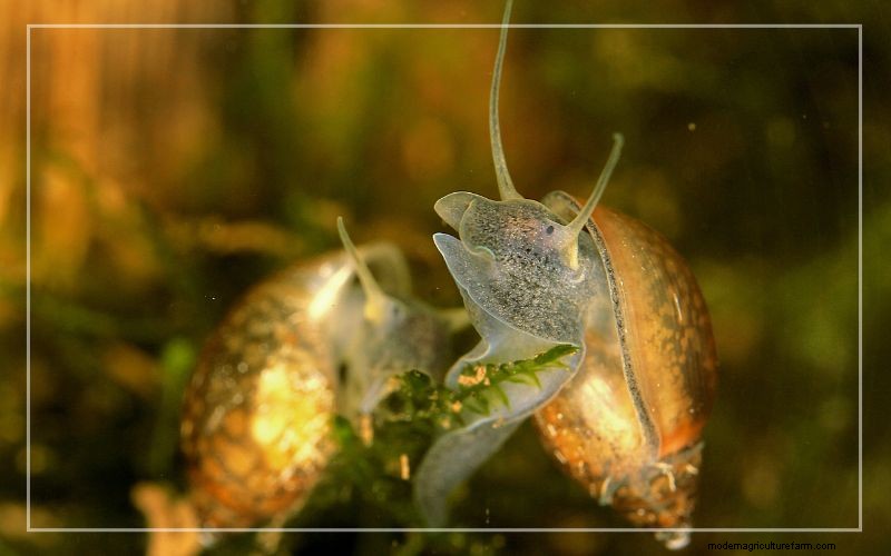 Aquariumongedierte:identificatie en effectieve behandeling