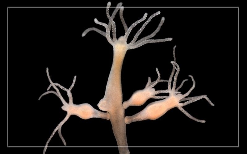 Aquariumongedierte:identificatie en effectieve behandeling