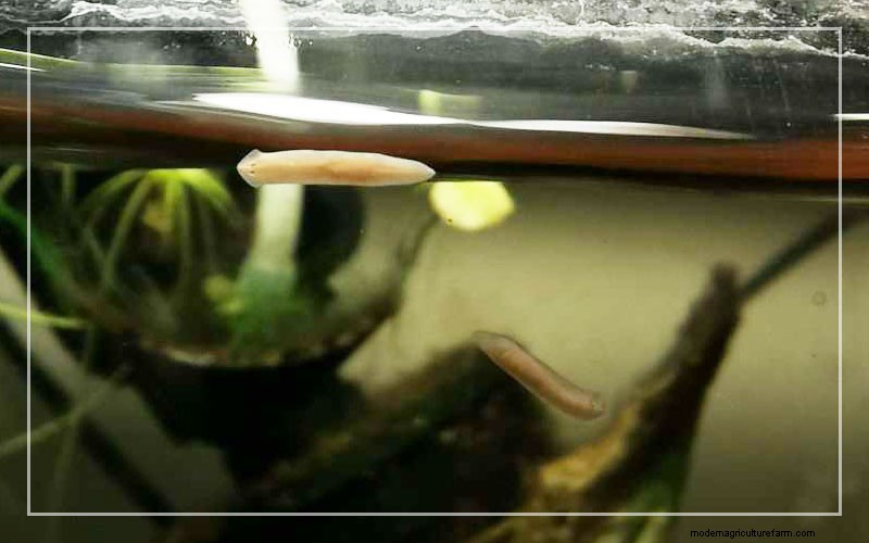 Aquariumongedierte:identificatie en effectieve behandeling