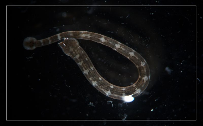 Aquariumongedierte:identificatie en effectieve behandeling