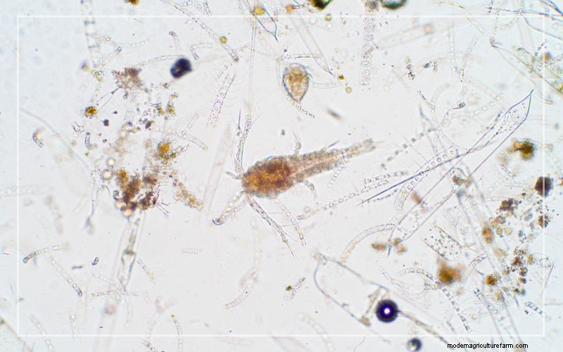 Aquariumongedierte:identificatie en effectieve behandeling