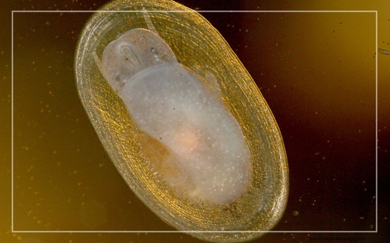 Aquariumongedierte:identificatie en effectieve behandeling