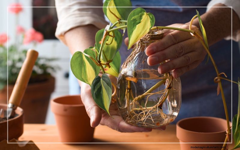 Philodendron in aquaria:voordelen, verzorging en veiligheid