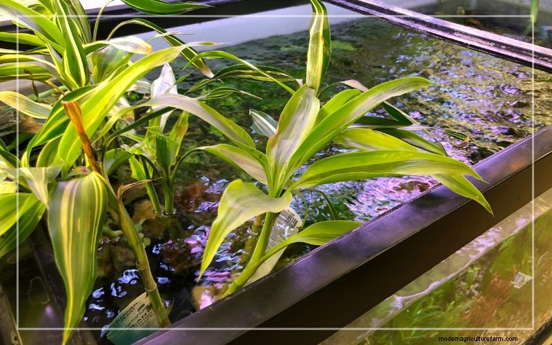 Philodendron in aquaria:voordelen, verzorging en veiligheid