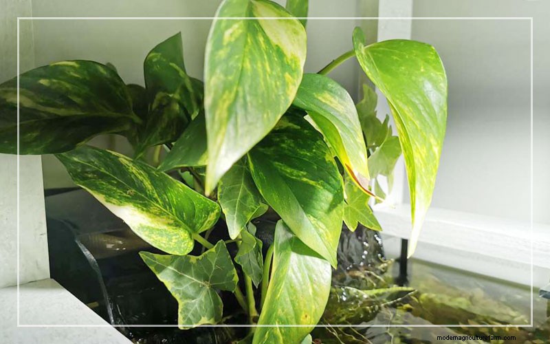 Philodendron in aquaria:voordelen, verzorging en veiligheid