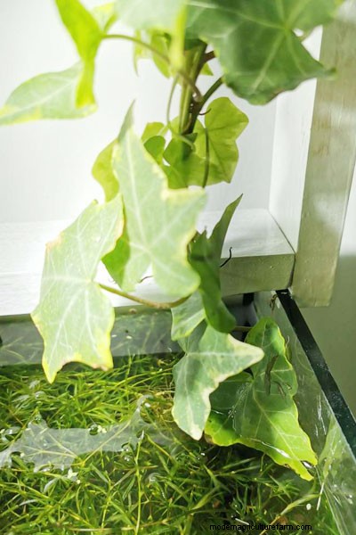 Philodendron in aquaria:voordelen, verzorging en veiligheid