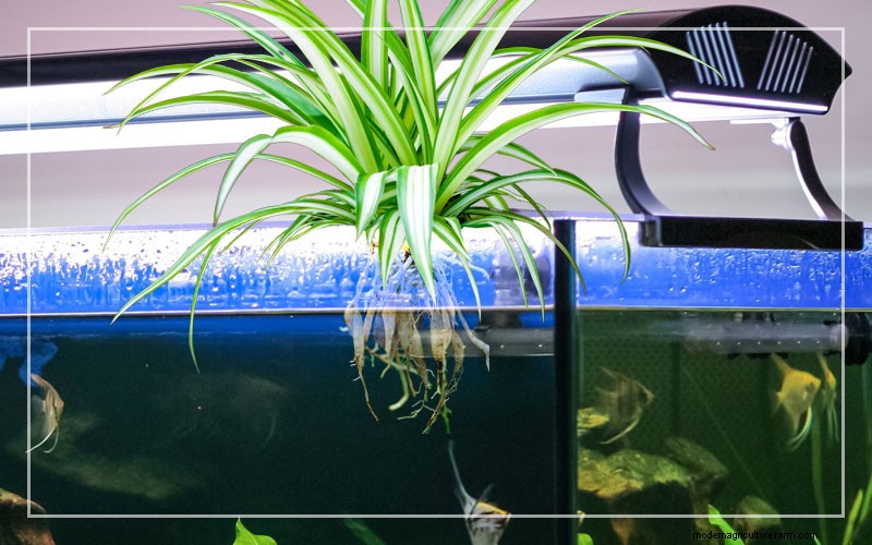 Philodendron in aquaria:voordelen, verzorging en veiligheid