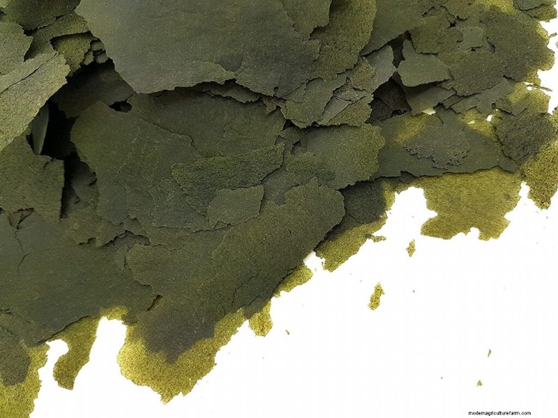 Spirulina voor vissen:boost gezondheid en groei - een complete gids 