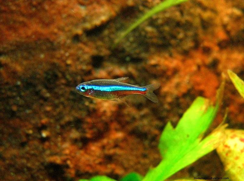 Green Neon Tetra Care:een uitgebreide gids voor beginners 