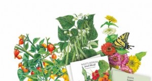 Las mejores combinaciones de plantación complementaria de vegetales para la primavera 