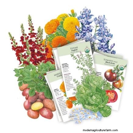 Las mejores combinaciones de plantación complementaria de vegetales para la primavera 